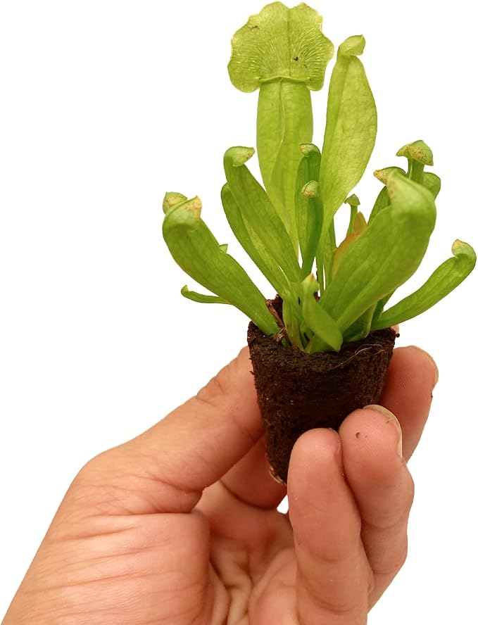 Purple Pitcher Plant