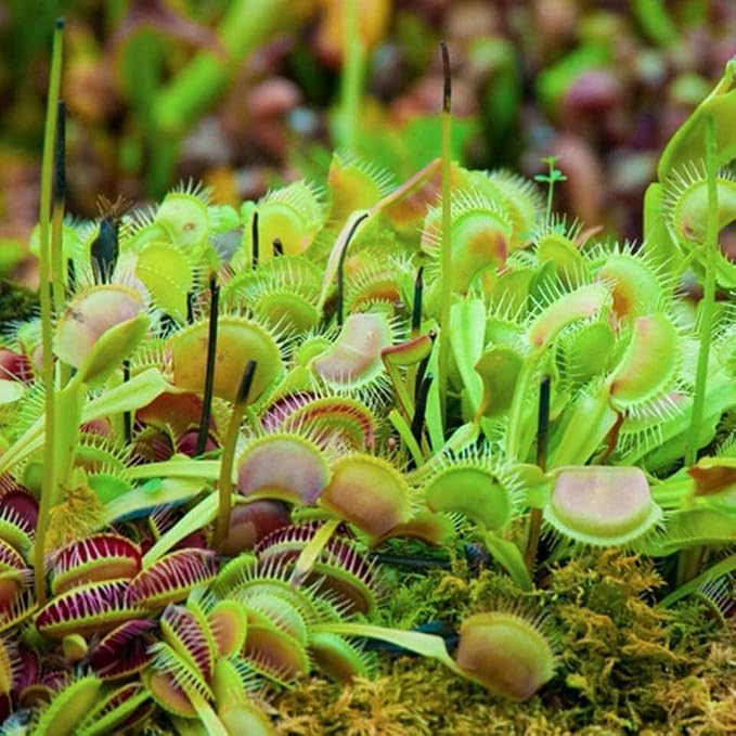 Regular Venus Fly Trap