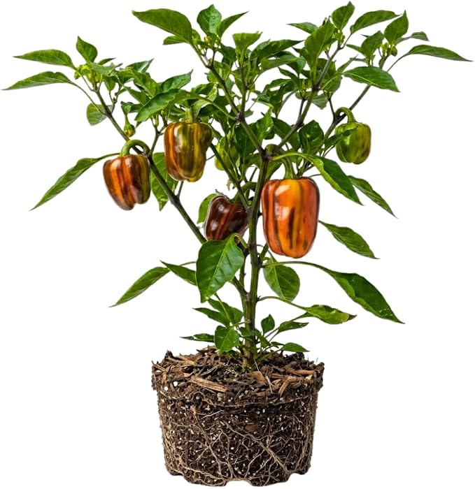 Variegated Chocolate Cherry Peppers