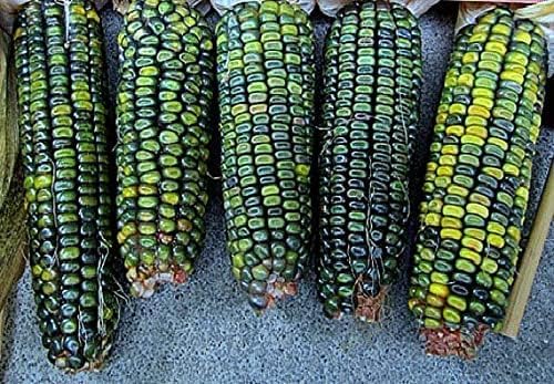 Oaxacan Green Corn
