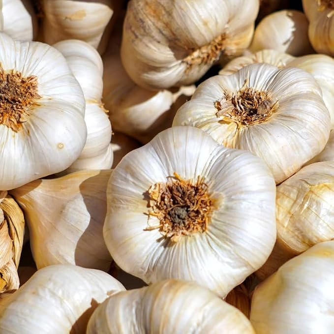 White Garlic