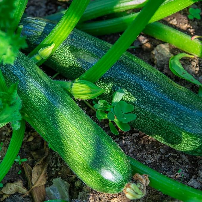 Green Squash