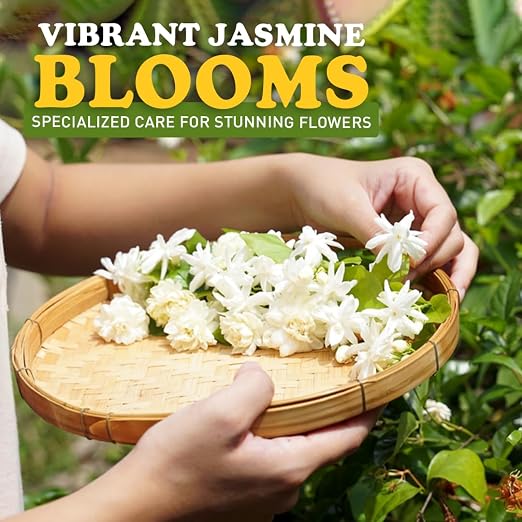 Jasmine