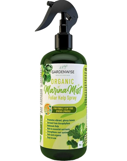 Marina Mist Fiddle Leaf Spray