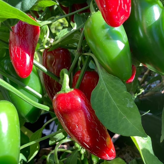 Serrano Pepper