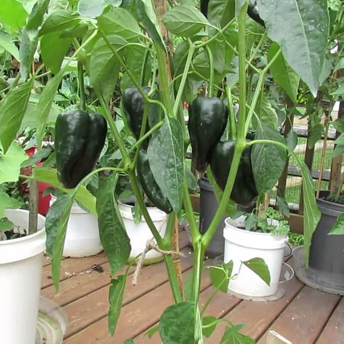 Green Pepper