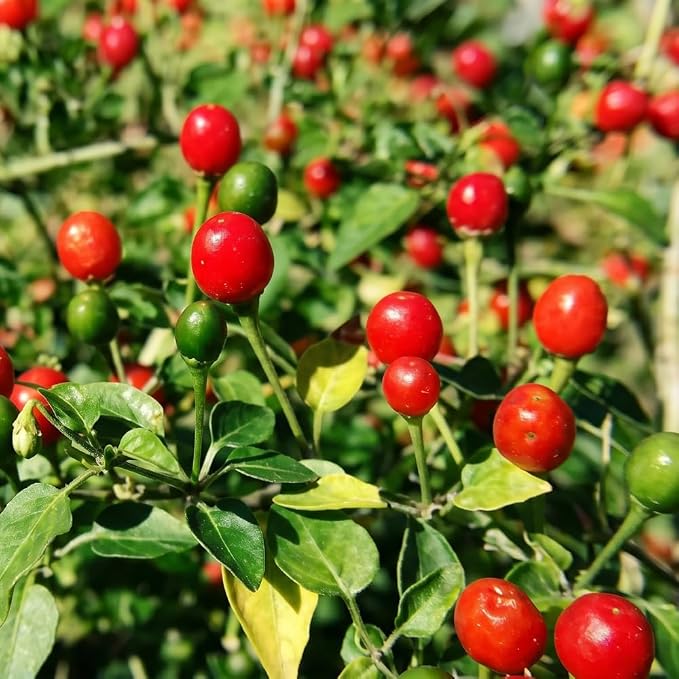 Chiltepin Tepin Bird Pepper