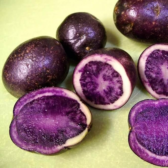 dark purple