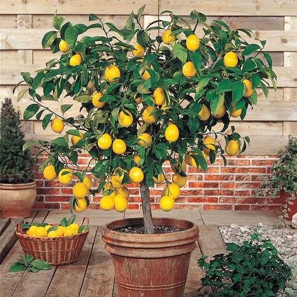 LEMON TREE