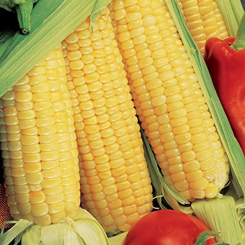 Ultimate Vegetable Soup