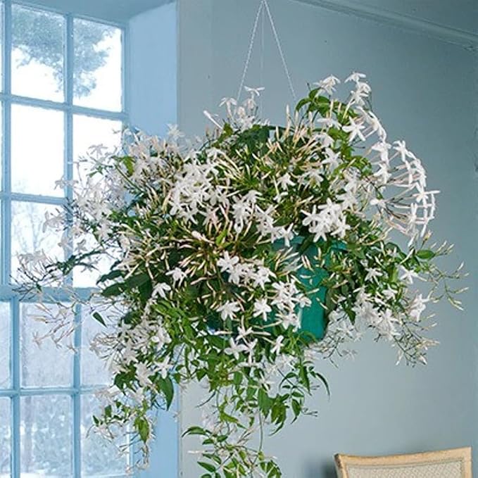 night-jasmine