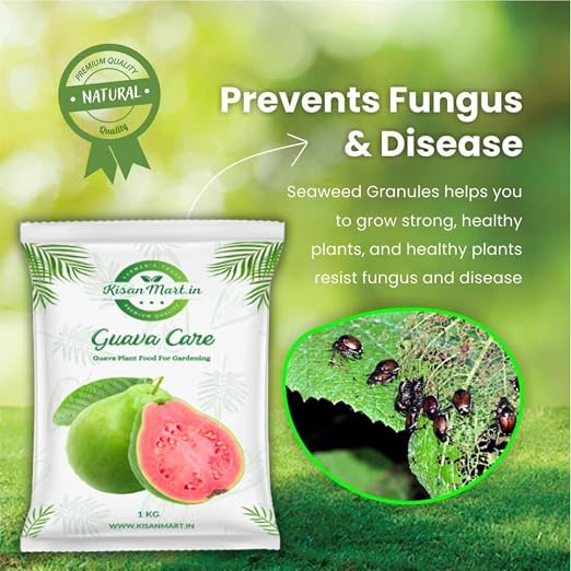 Guava