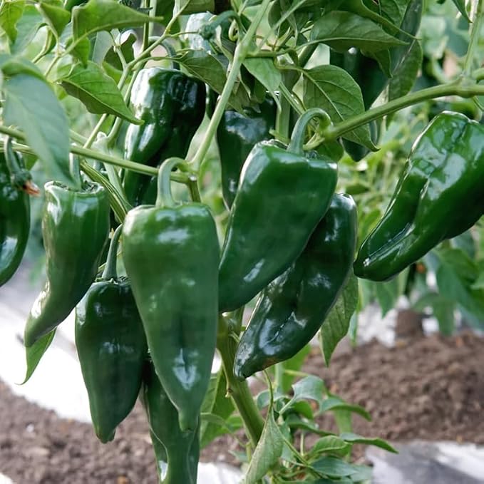 Green Pepper