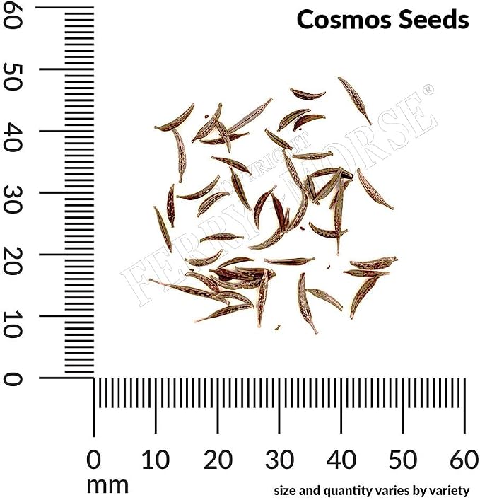 Cosmos Dwarf Cutesy Mixed Colors Seed Multipack - 7 Pack