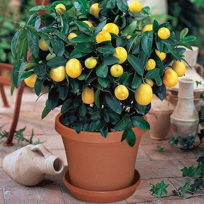 CITRON TREE