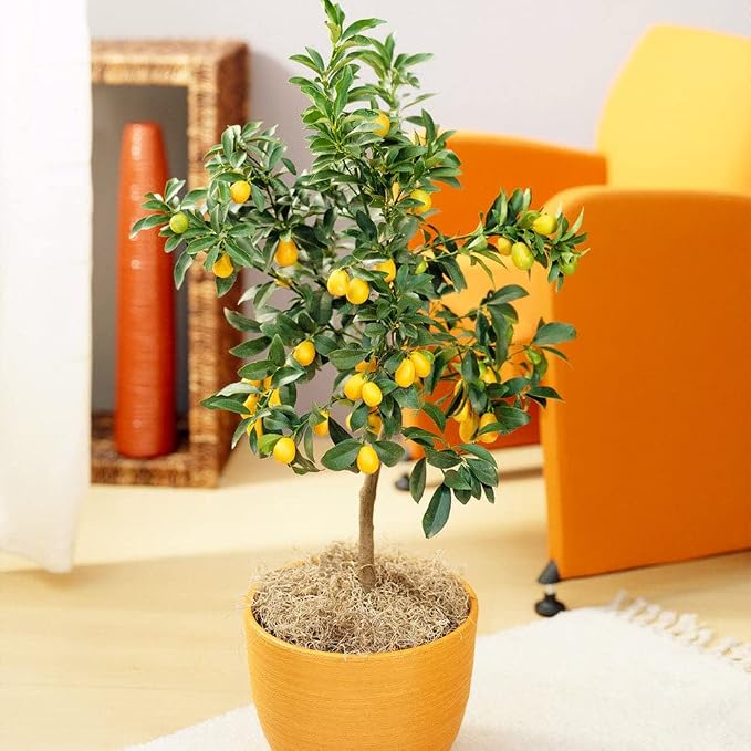 KUMQUAT TREE