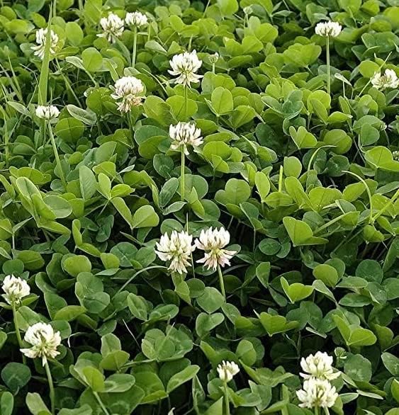 Dutch Clover - 8 Oz.