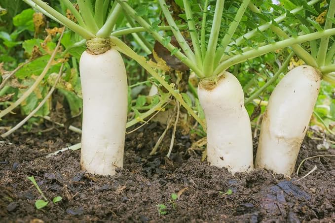 Daikon Radishes - 100 Seeds