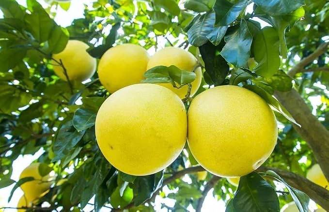 POMELO TREE