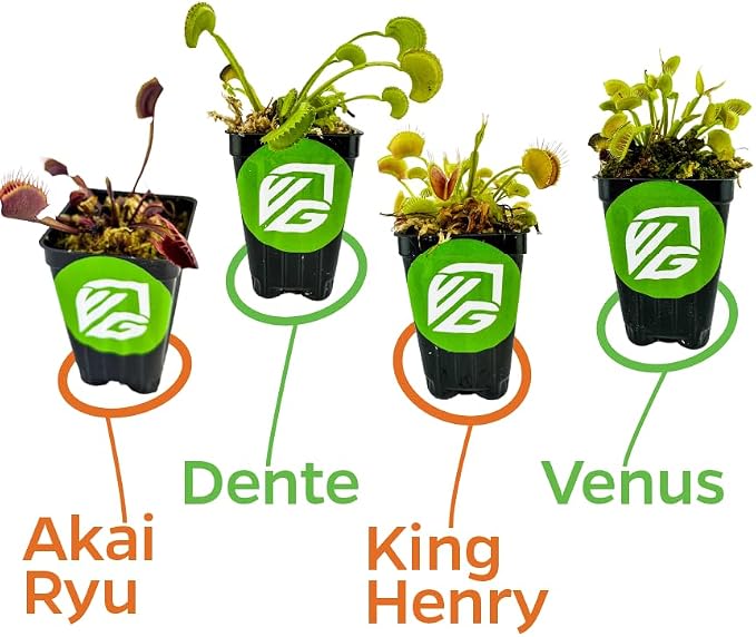 Venus Fly Trap Bundle