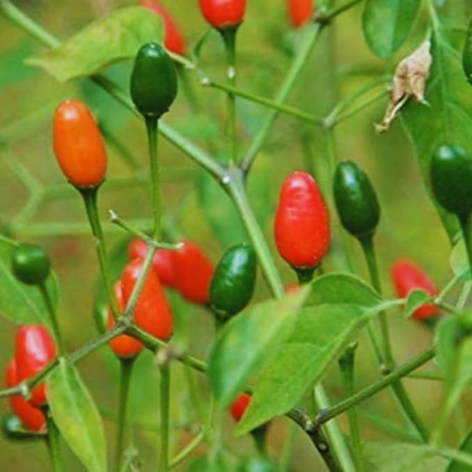 Chiltepin Tepin Bird Pepper