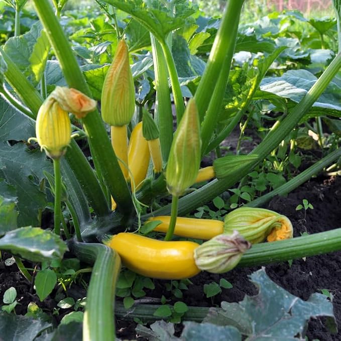 Yellow Squash