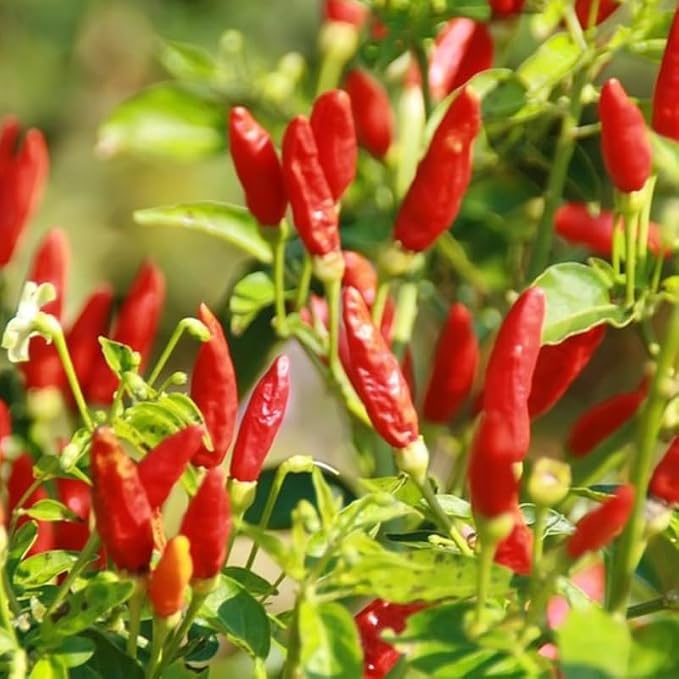 Red White Pepper