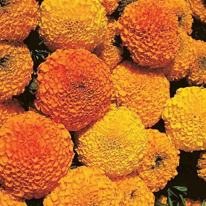 Marigold Crackerjack Mixed Colors Seed Multipack - 7 Pack