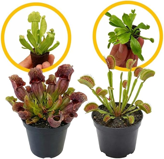 Purple Pitcher Plant & Venus Fly Trap