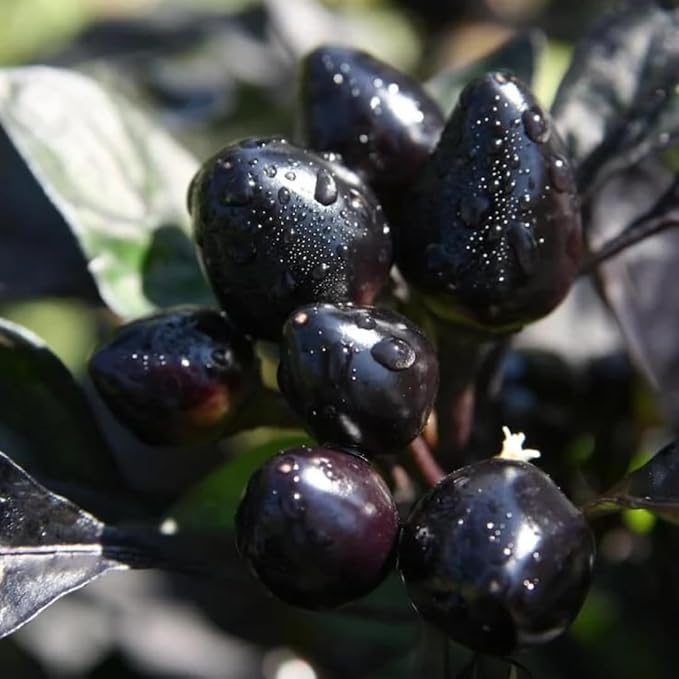 Black Hot Pepper