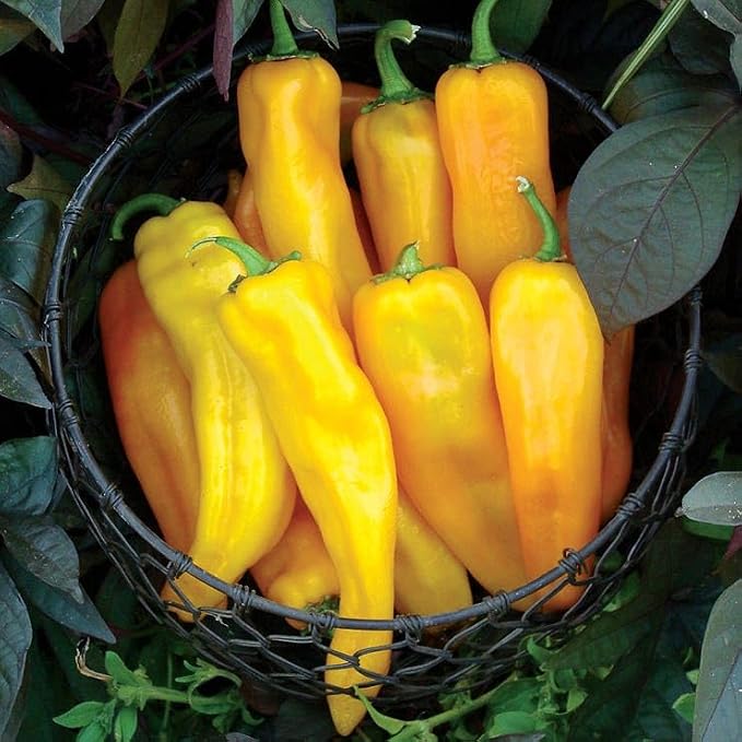 Mama Mia Giallo Hybrid