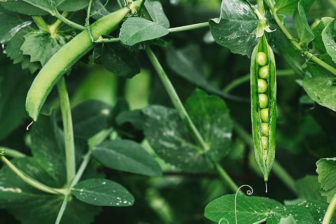 Forage Peas - 8 Oz.