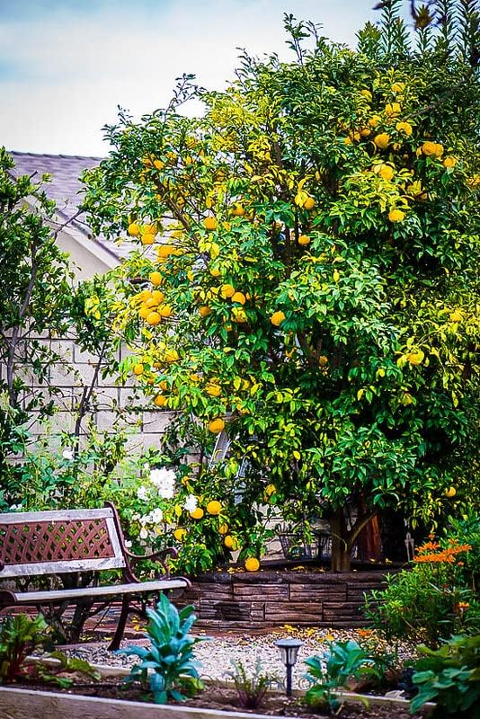 CITRON TREE