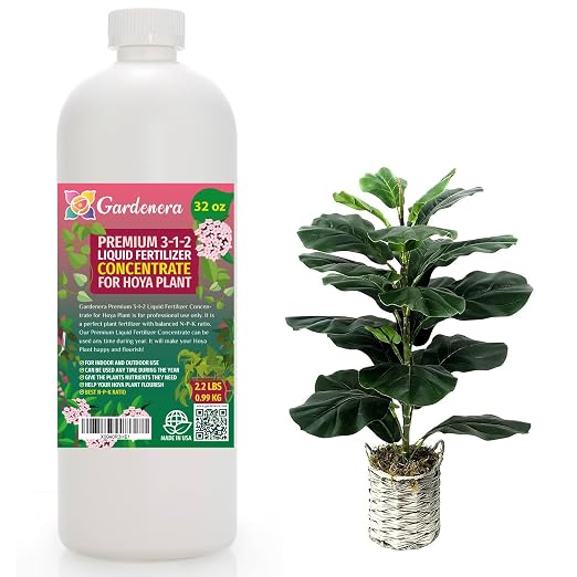 FIDDLE LEAF FIG