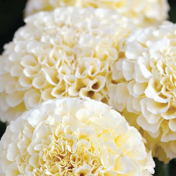 Marigold Eskimo Seed Multipack - 7 Pack