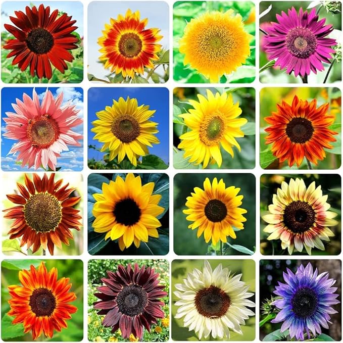 Sunflowers Mix - 500 Seeds