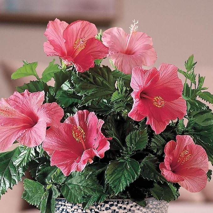 hibiscus-pink