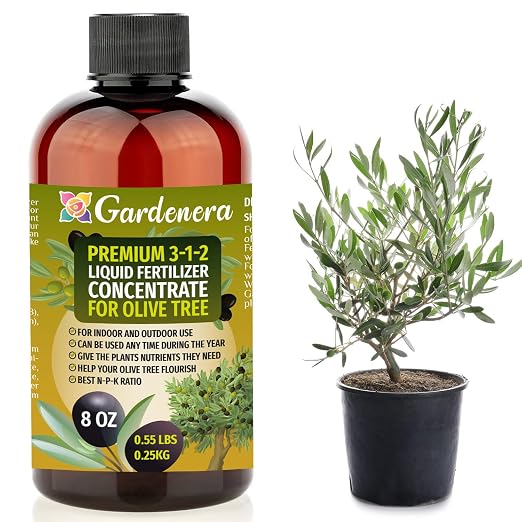 OLIVE TREE
