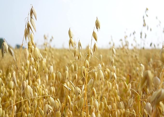 Oats - 8 Oz.