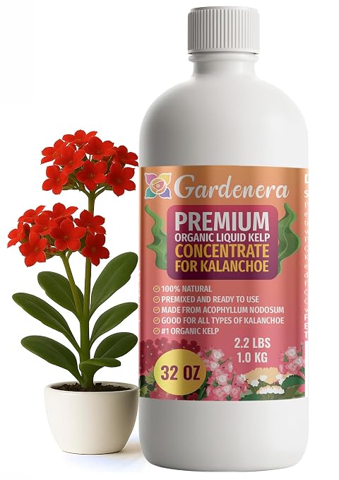 KALANCHOE