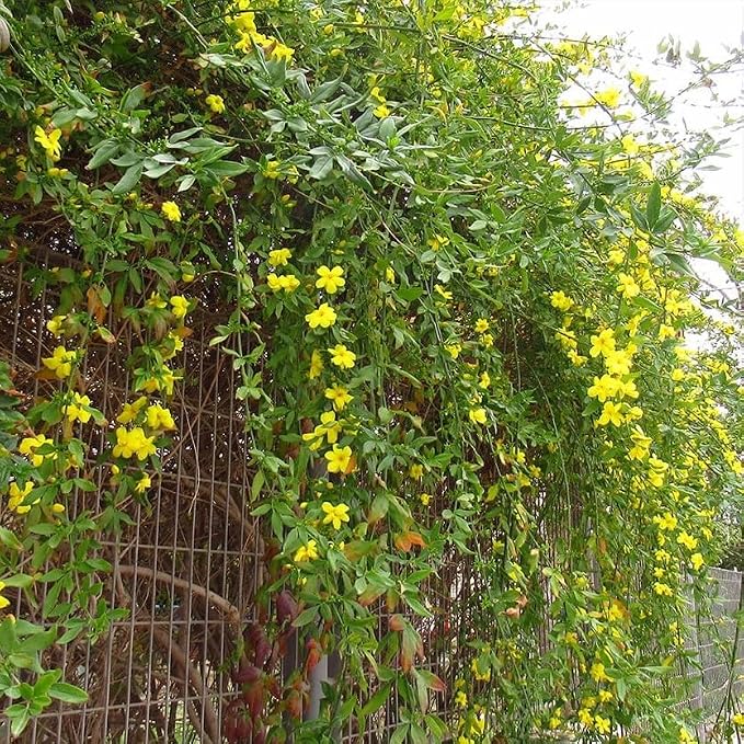 primrose-jasmine