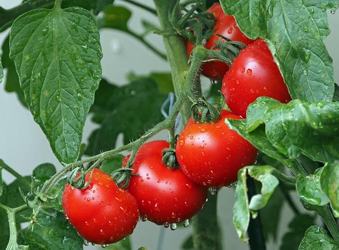 250 Vegetable Seeds