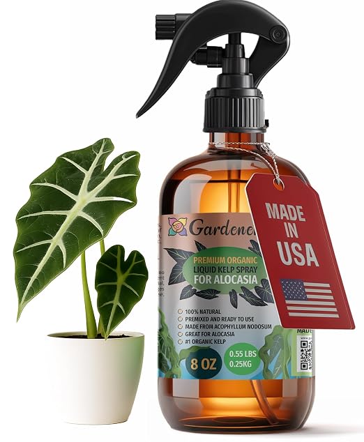 ALOCASIA