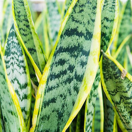 Snake Plant Fertilizer