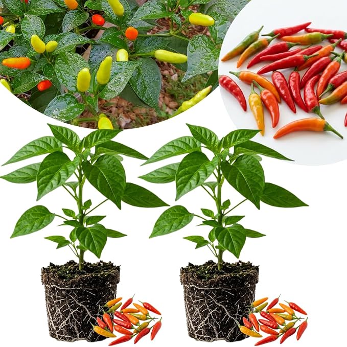 Small Upright Hot Peppers