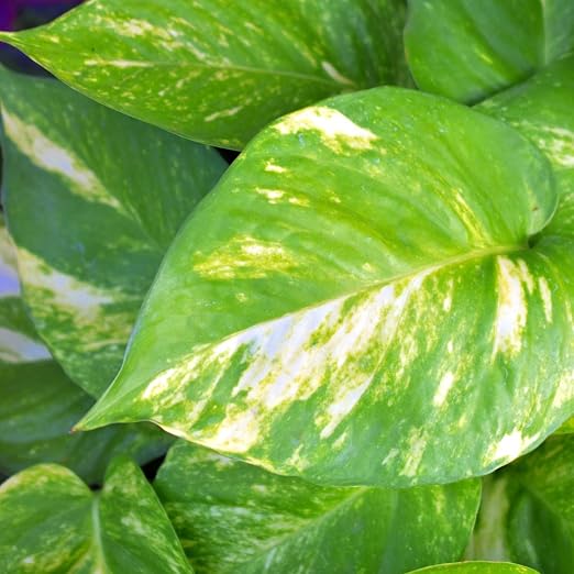 Philodendron