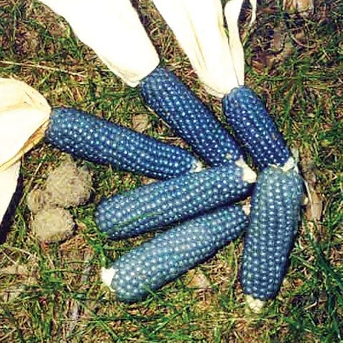 Dwarf Blue Popcorn