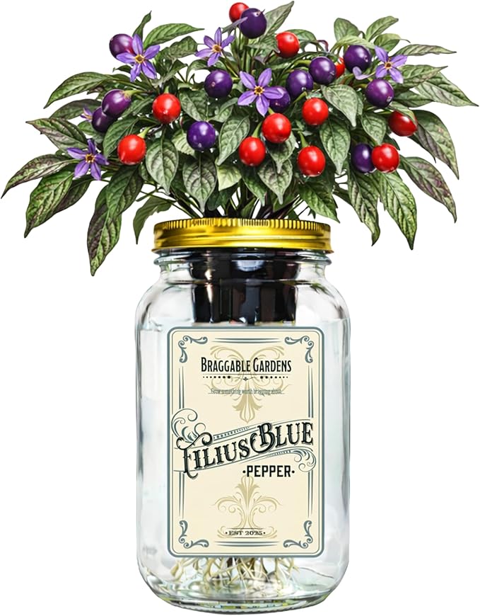 Filius Blue Pepper