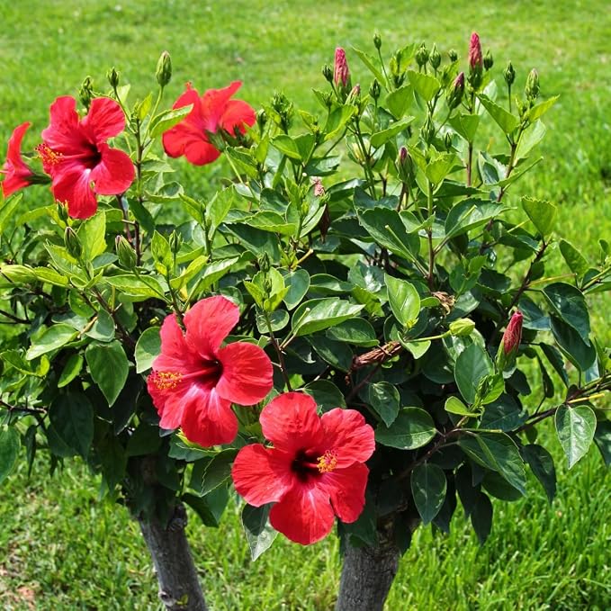 hibiscus-pink