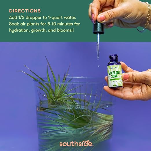 Concentrated Air Plant (1 Oz)